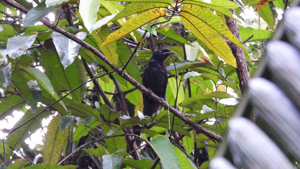 Bare-necked Umbrellabird - ML623203555