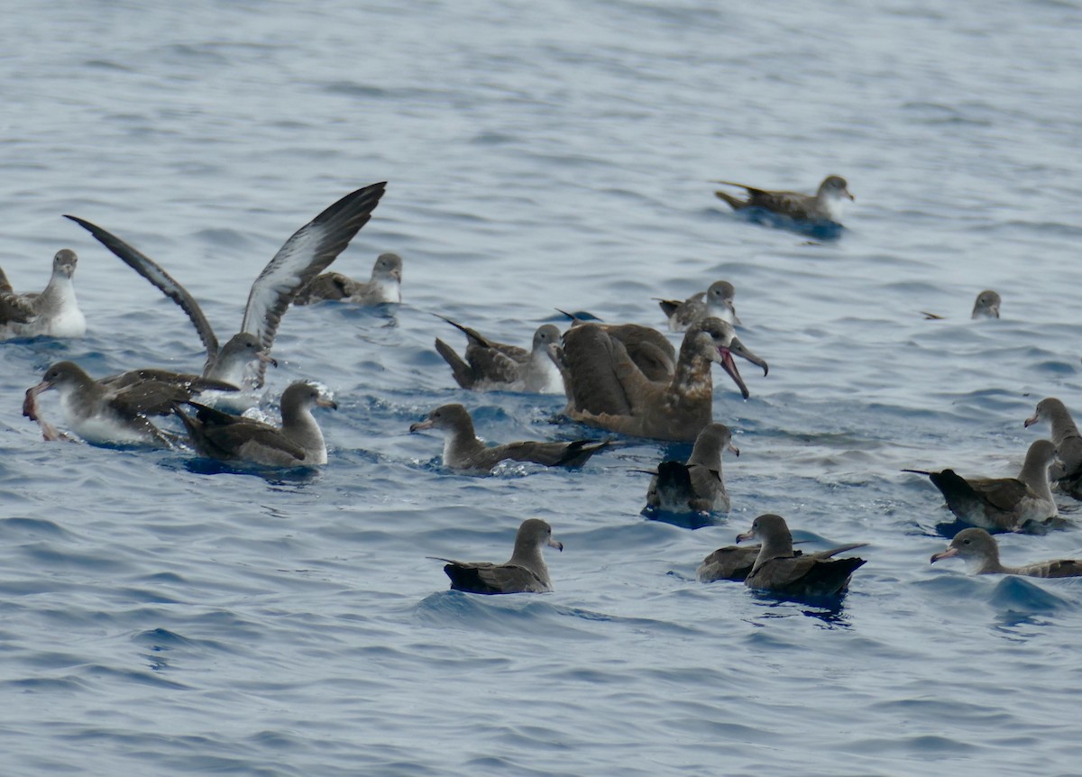 Black-footed Albatross - ML623203556