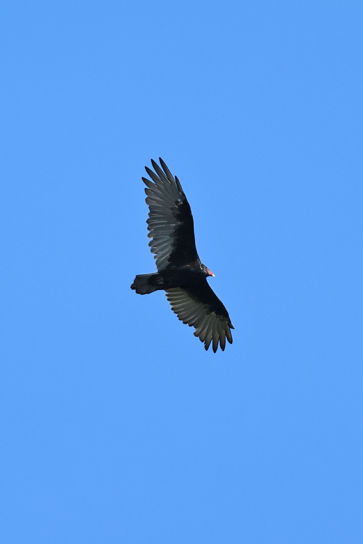 Turkey Vulture - ML623203557