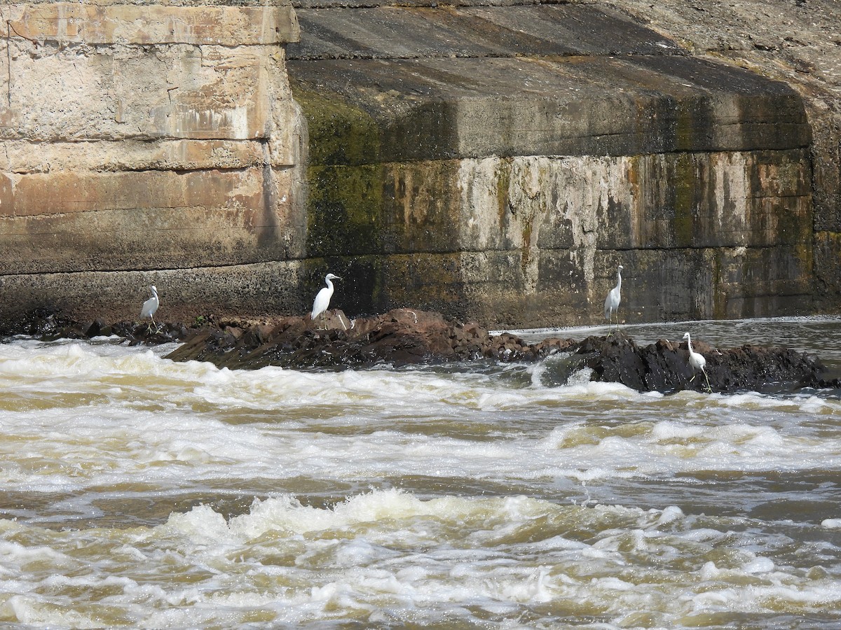 Little Blue Heron - ML623203558