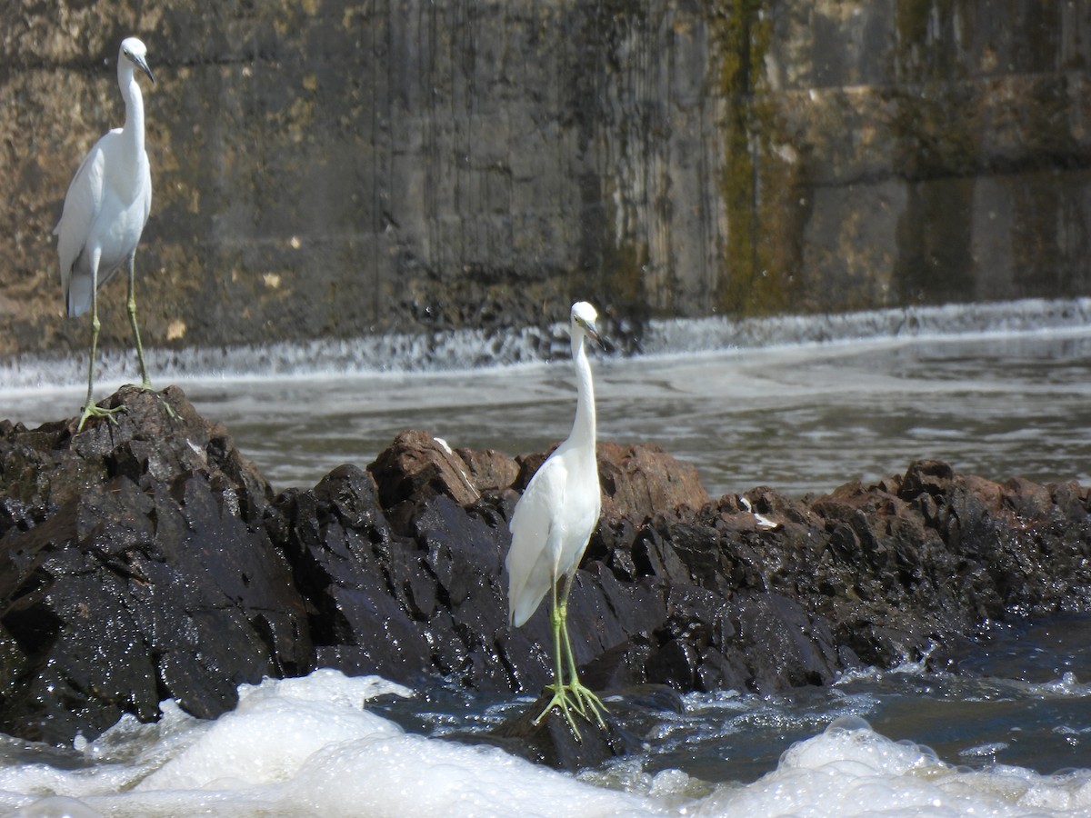 Little Blue Heron - ML623203559