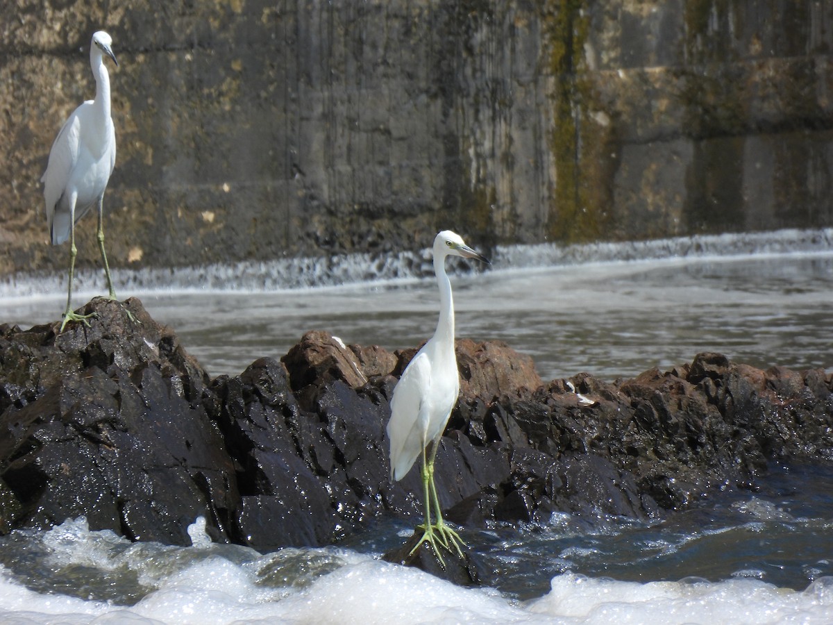 Little Blue Heron - ML623203560