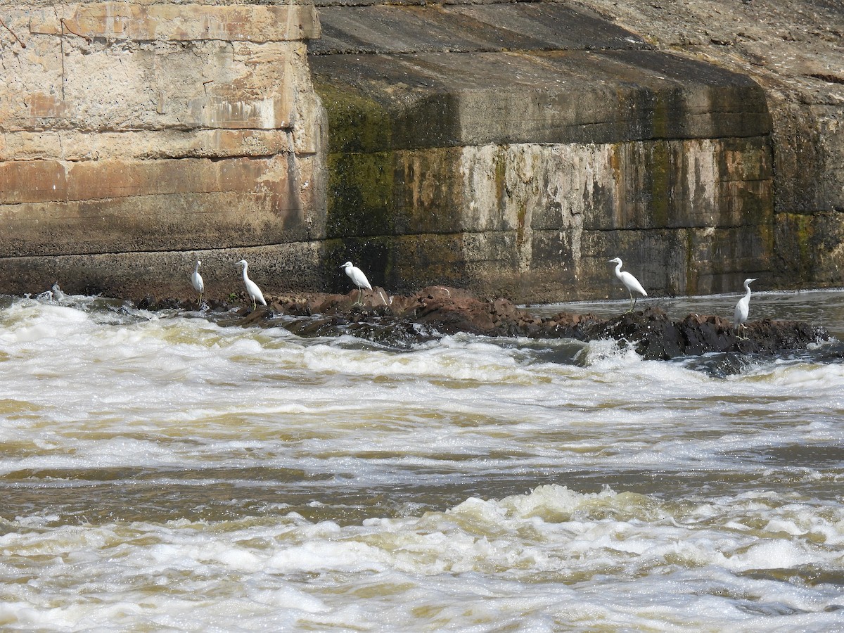 Little Blue Heron - ML623203561