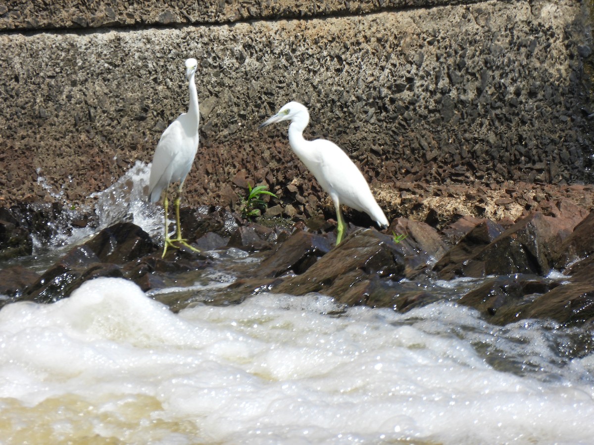 Little Blue Heron - ML623203562