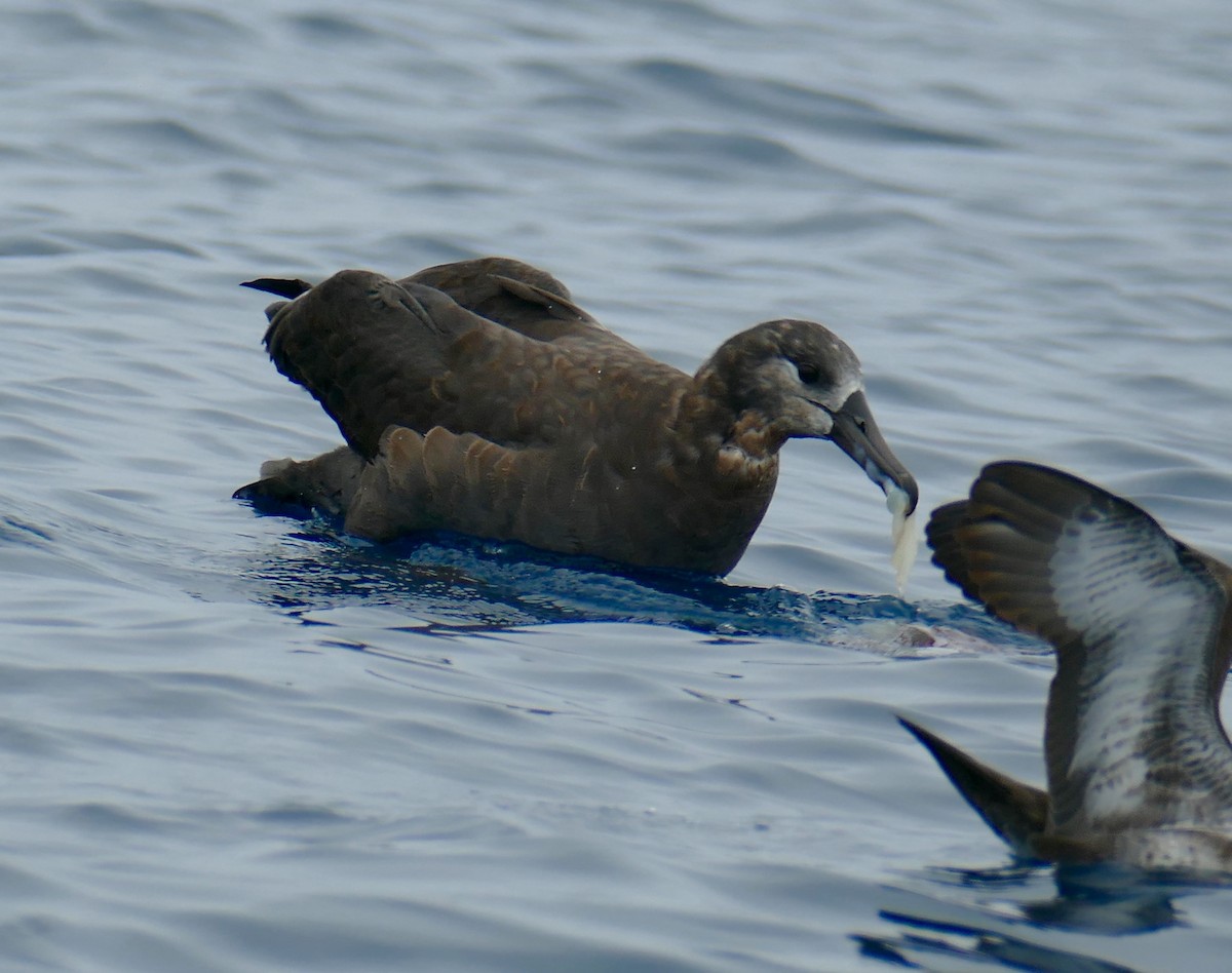 Black-footed Albatross - ML623203564