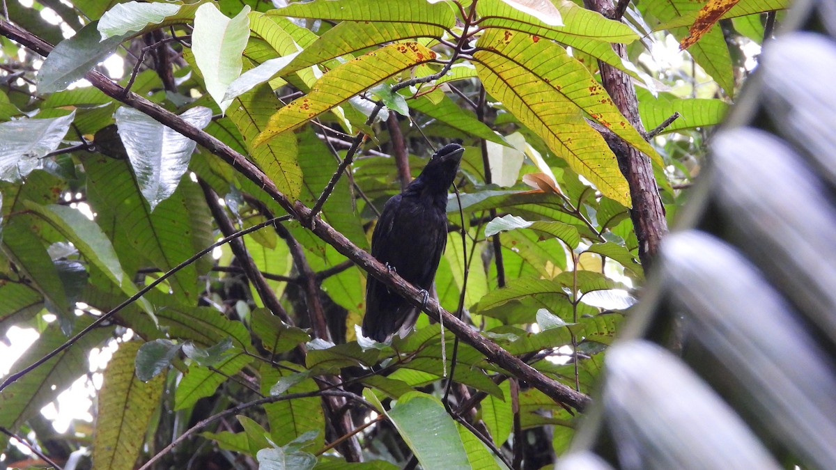 Bare-necked Umbrellabird - ML623203566