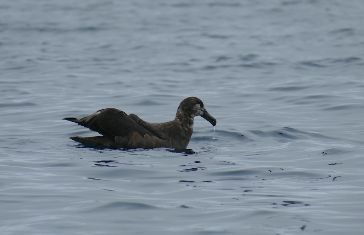 Black-footed Albatross - ML623203569