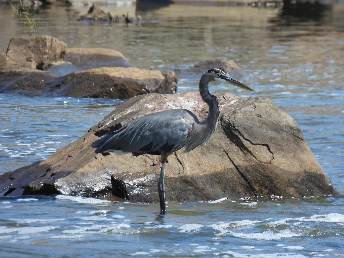 Great Blue Heron - Cathy Mathias