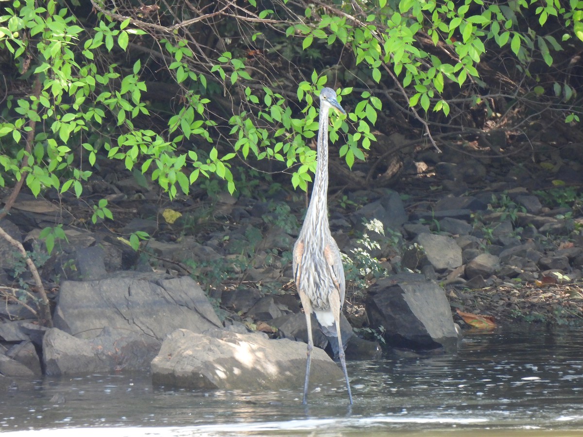 Great Blue Heron - ML623203578