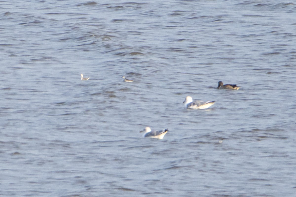 Red-necked Phalarope - ML623203584
