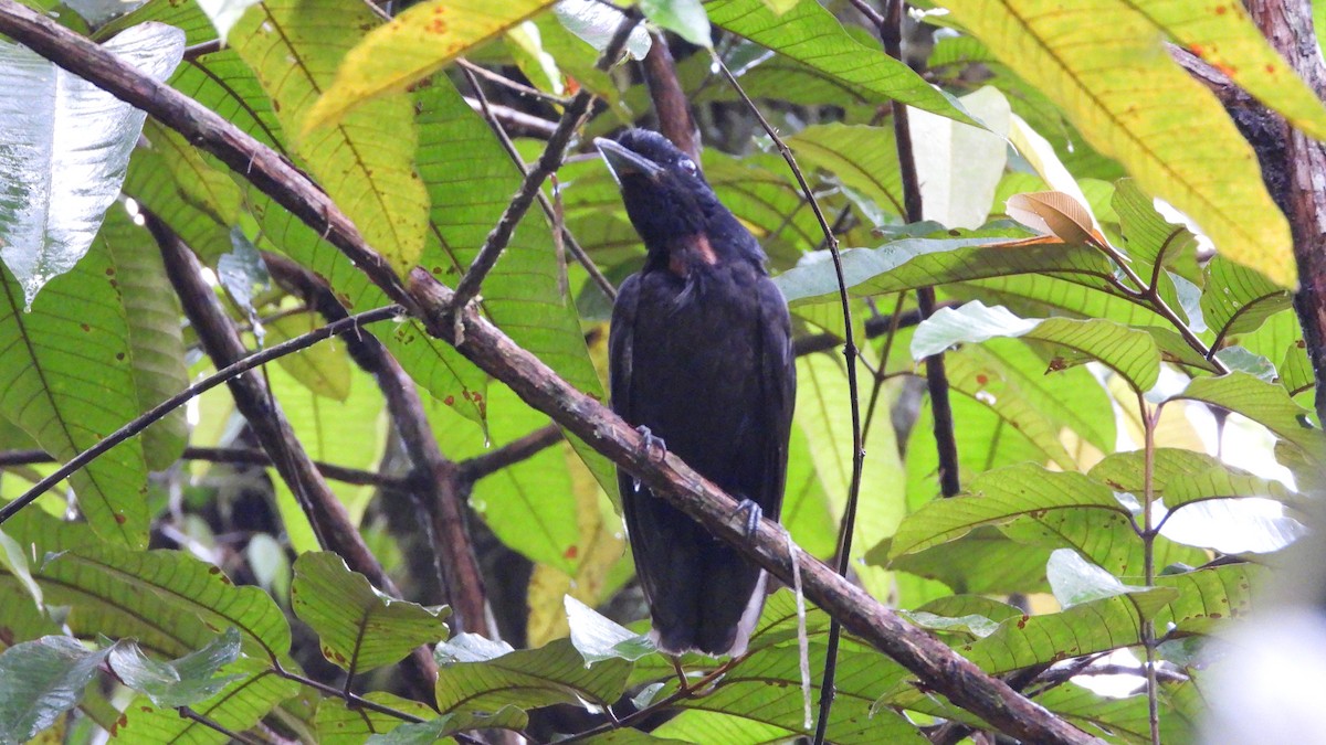 Bare-necked Umbrellabird - ML623203591