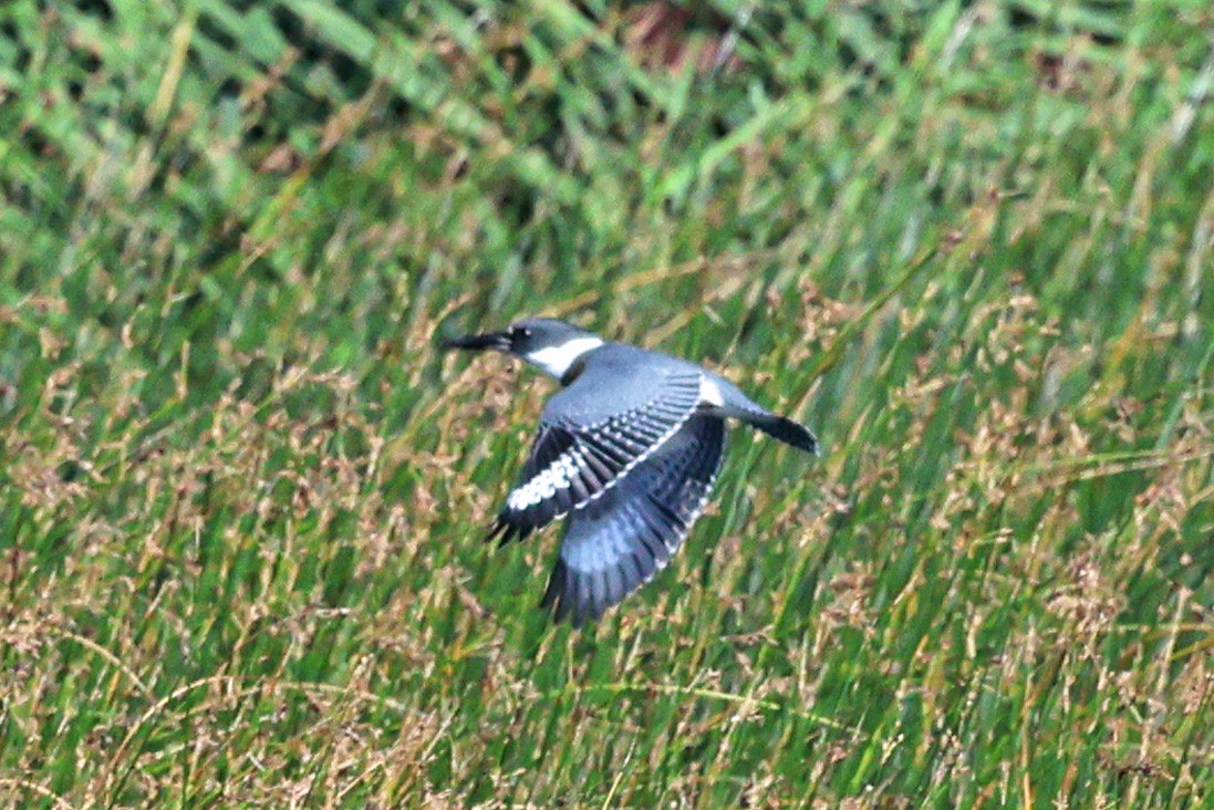 Belted Kingfisher - ML623203603