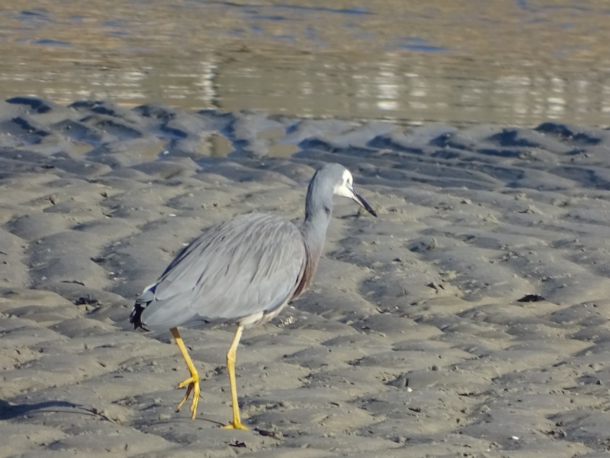 White-faced Heron - Richard Murray