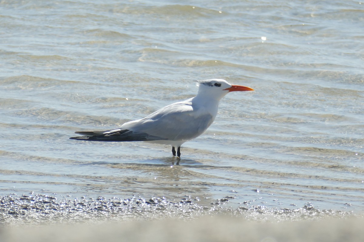 Royal Tern - ML623203622