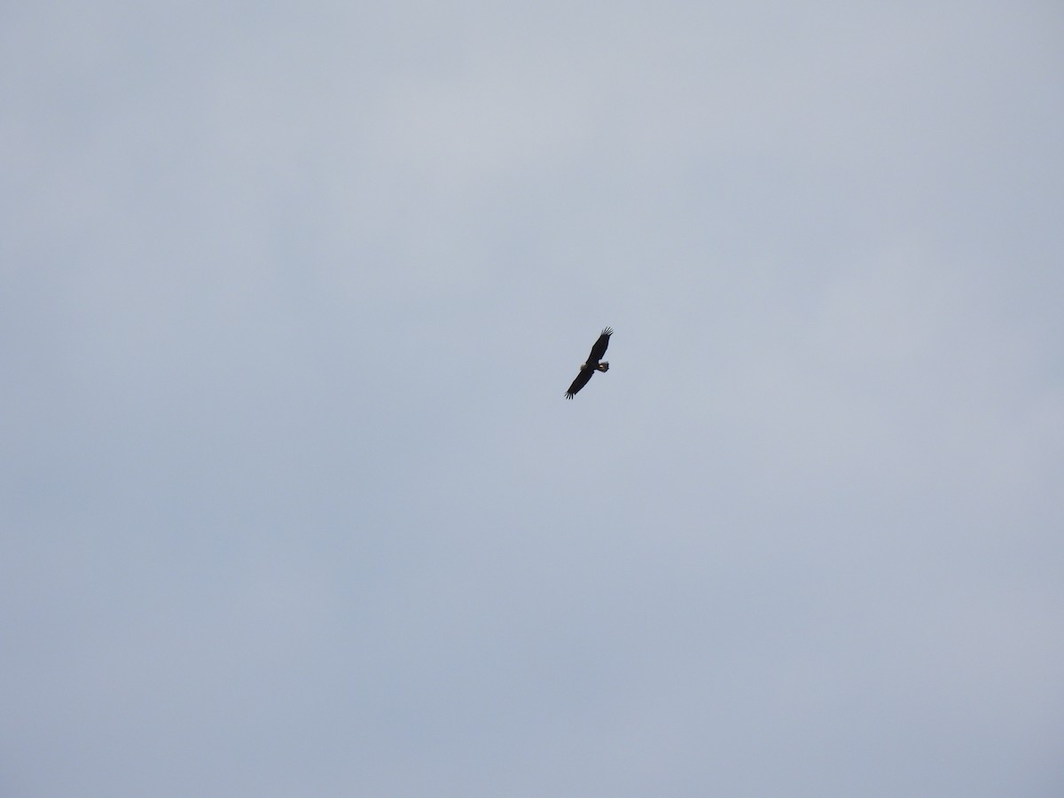 Bald Eagle - Cathy Mathias