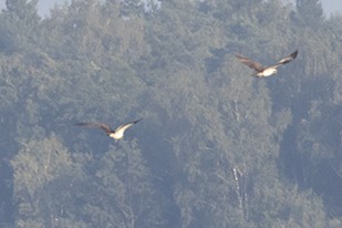 Osprey - ML623203658