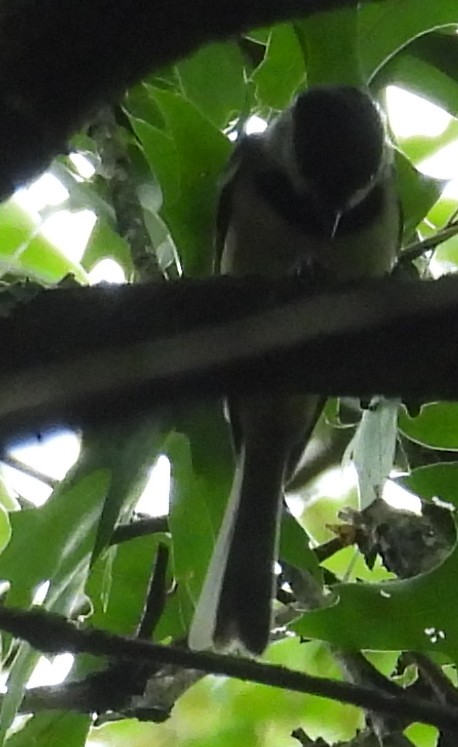 Carolina/Black-capped Chickadee - ML623203680