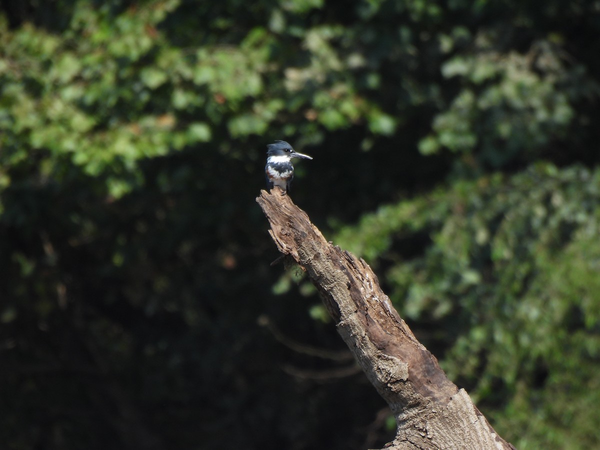 Belted Kingfisher - ML623203687