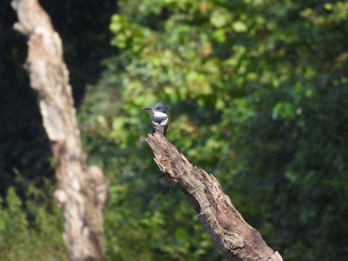 Belted Kingfisher - ML623203688