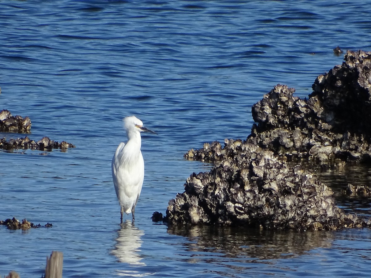 Little Egret - ML62320371