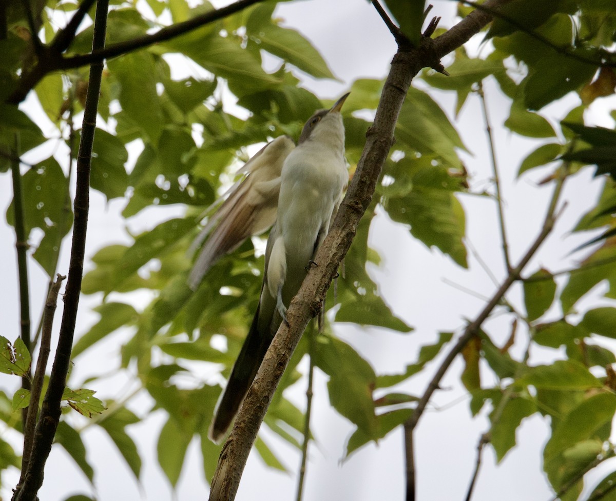 Yellow-billed Cuckoo - Toby Ditz