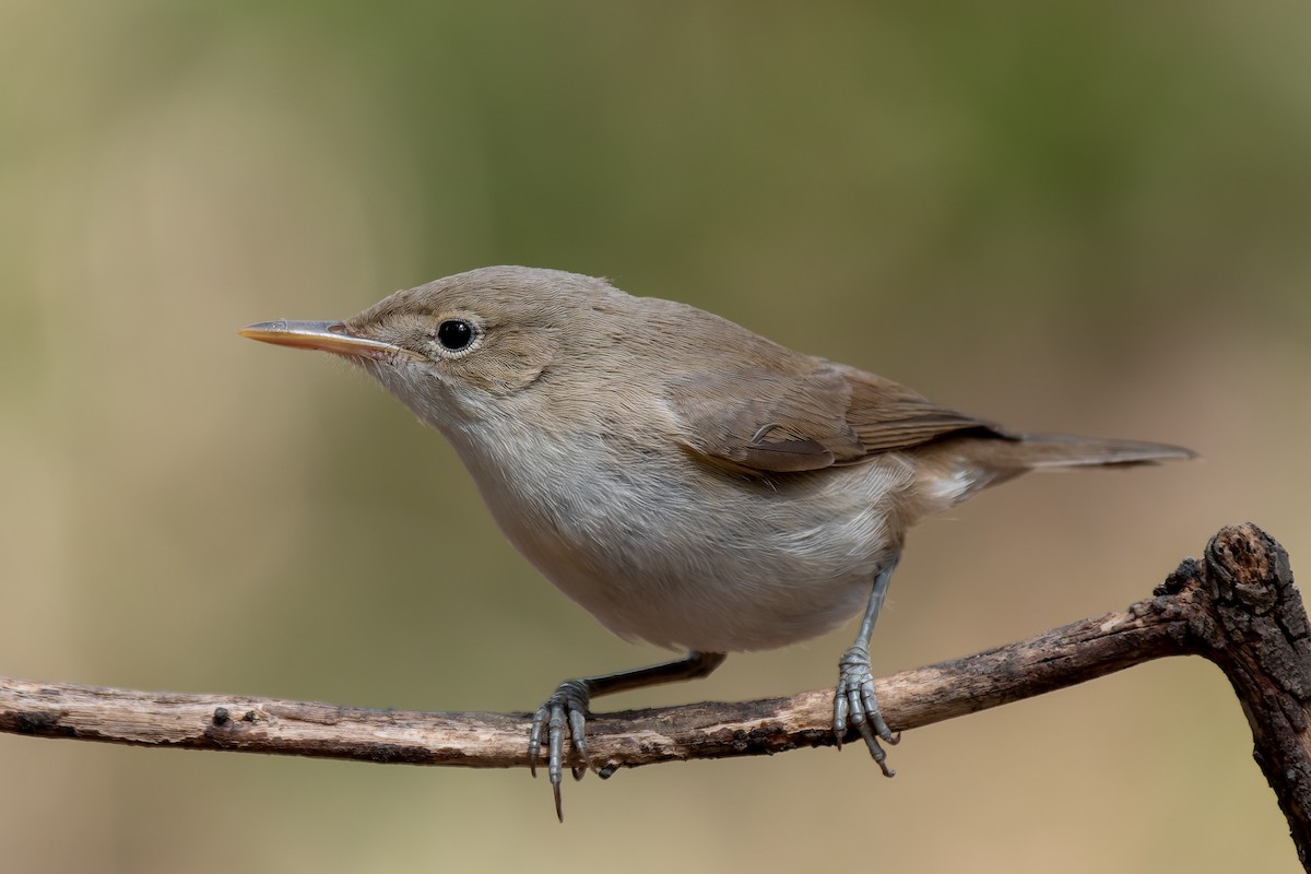 Western Olivaceous Warbler - ML623203825