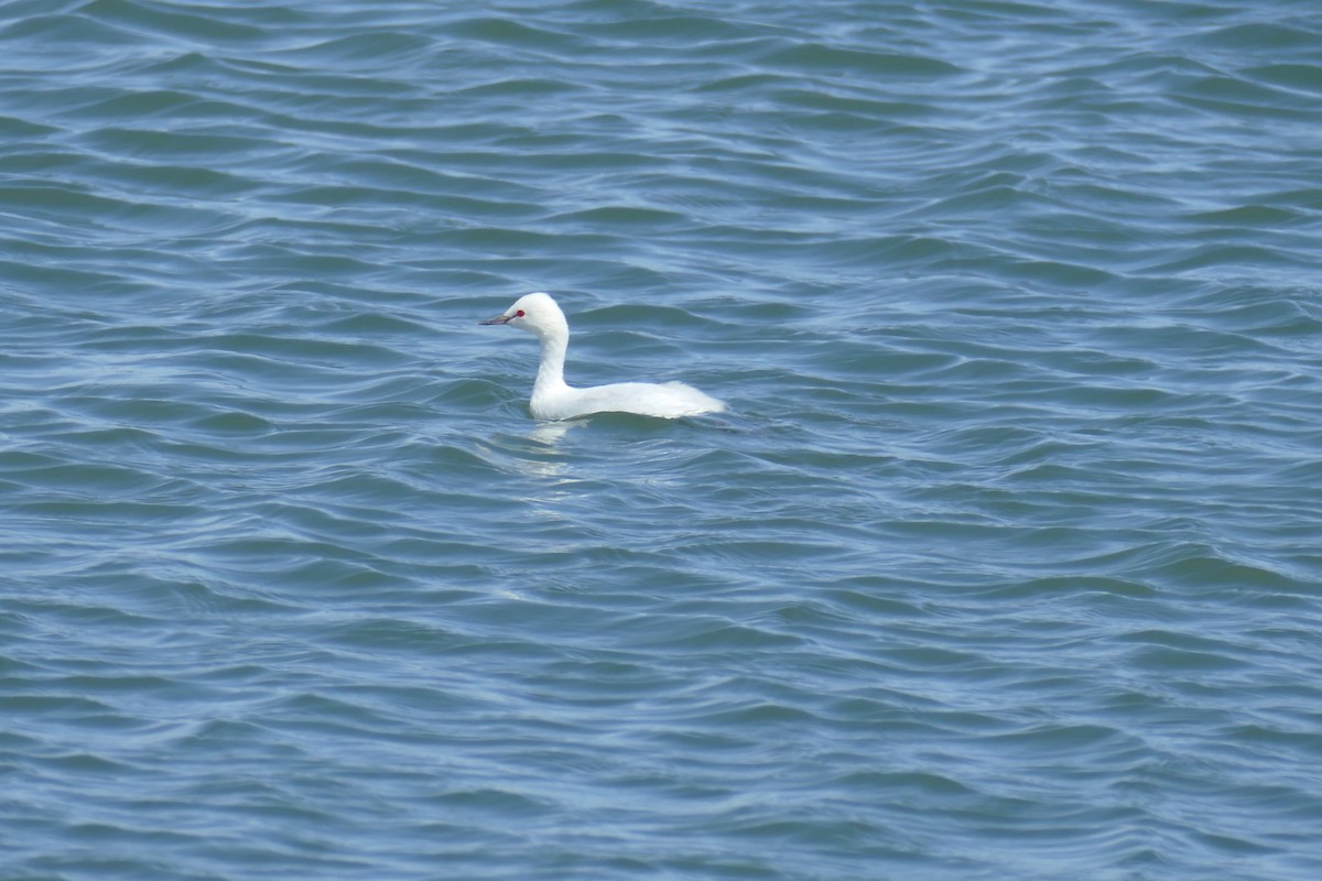 Eared Grebe - ML623203832