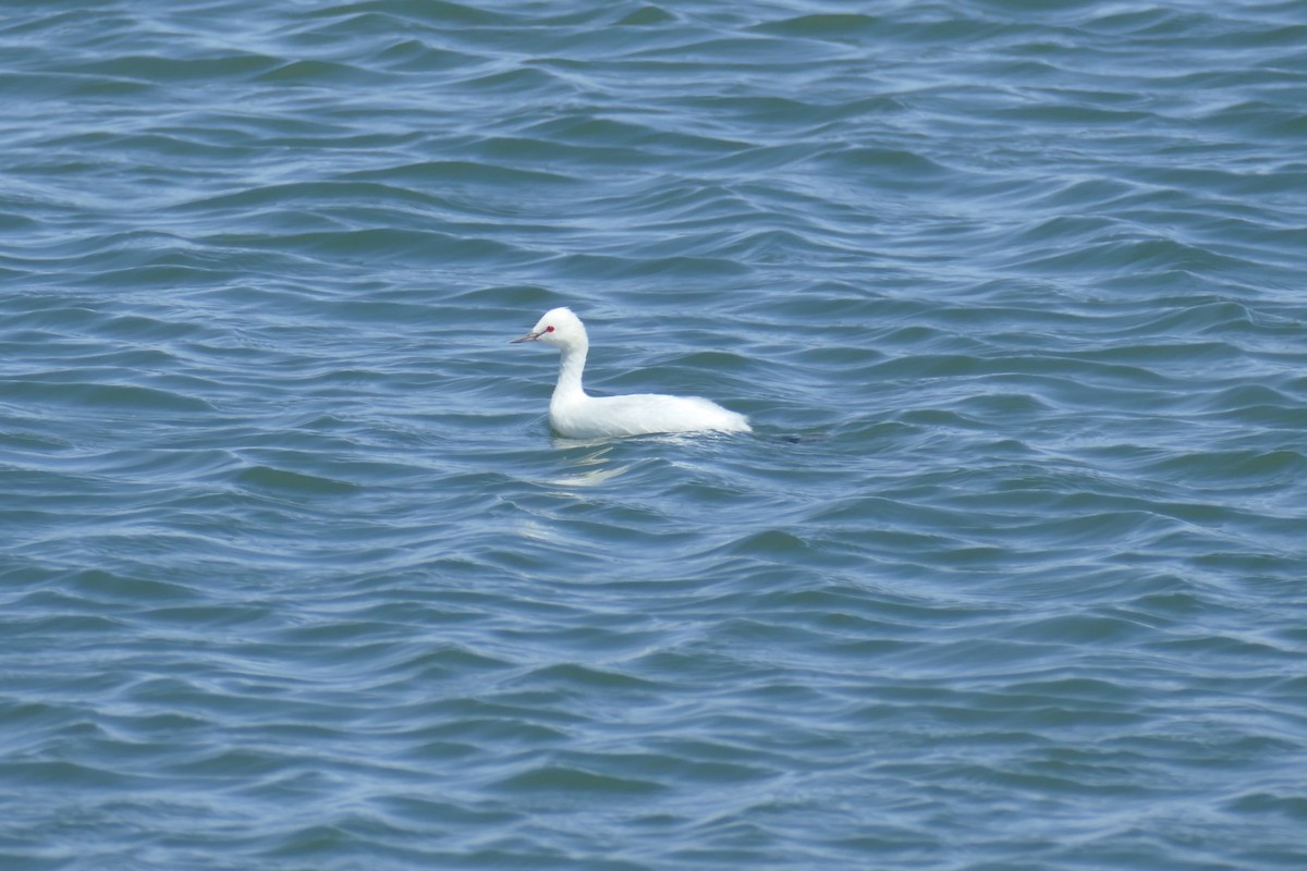 Eared Grebe - ML623203847