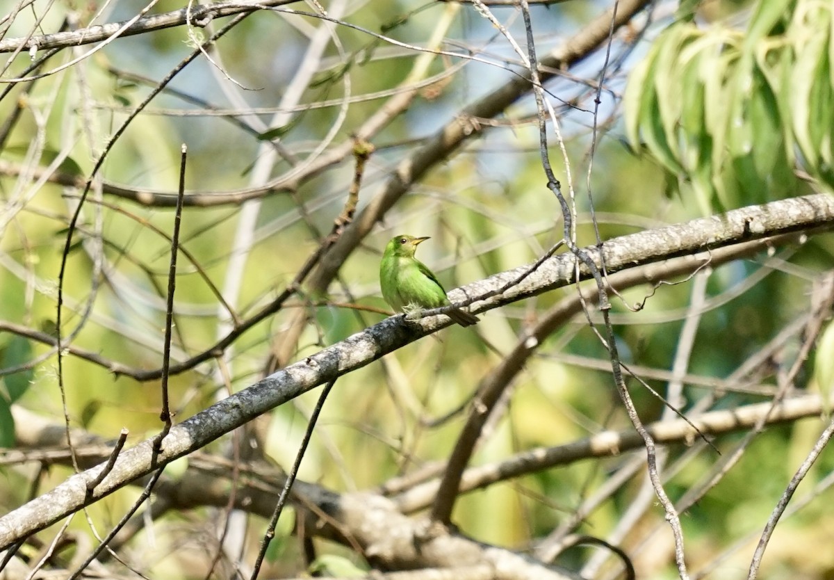 Mielerito Verde - ML623203877