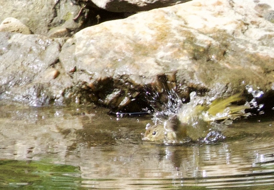 Common Yellowthroat - ML623203879