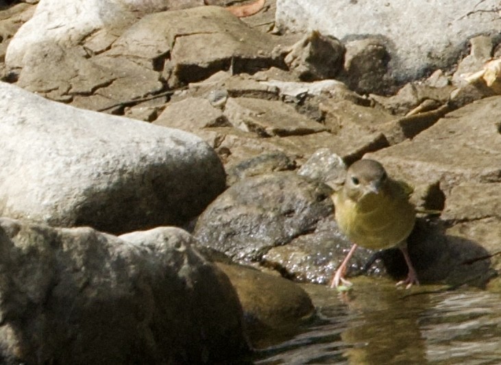 Common Yellowthroat - ML623203880