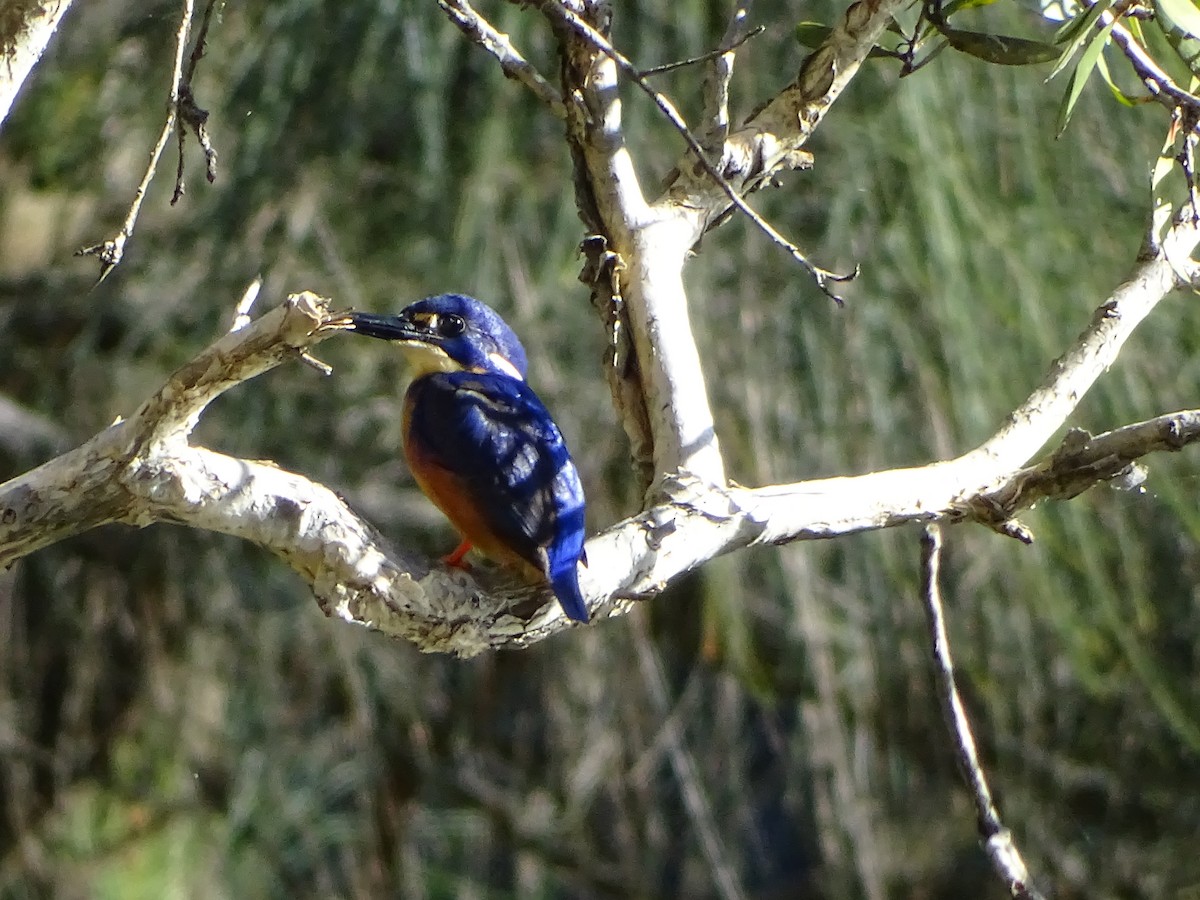 Martin-pêcheur à dos bleu - ML62320391