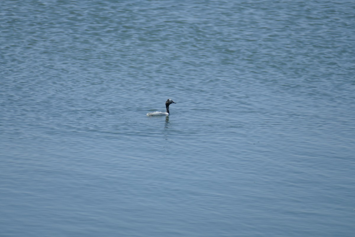 Eared Grebe - ML623203919