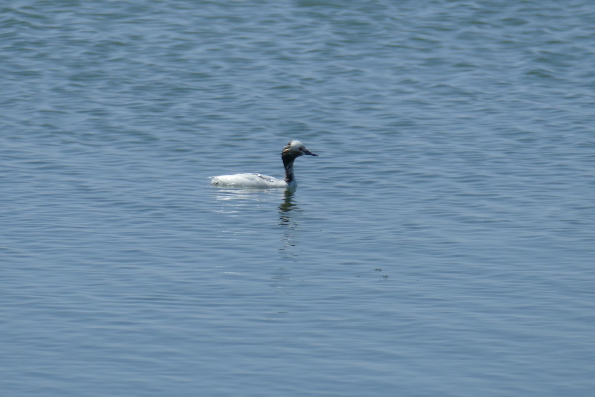 Eared Grebe - ML623203923