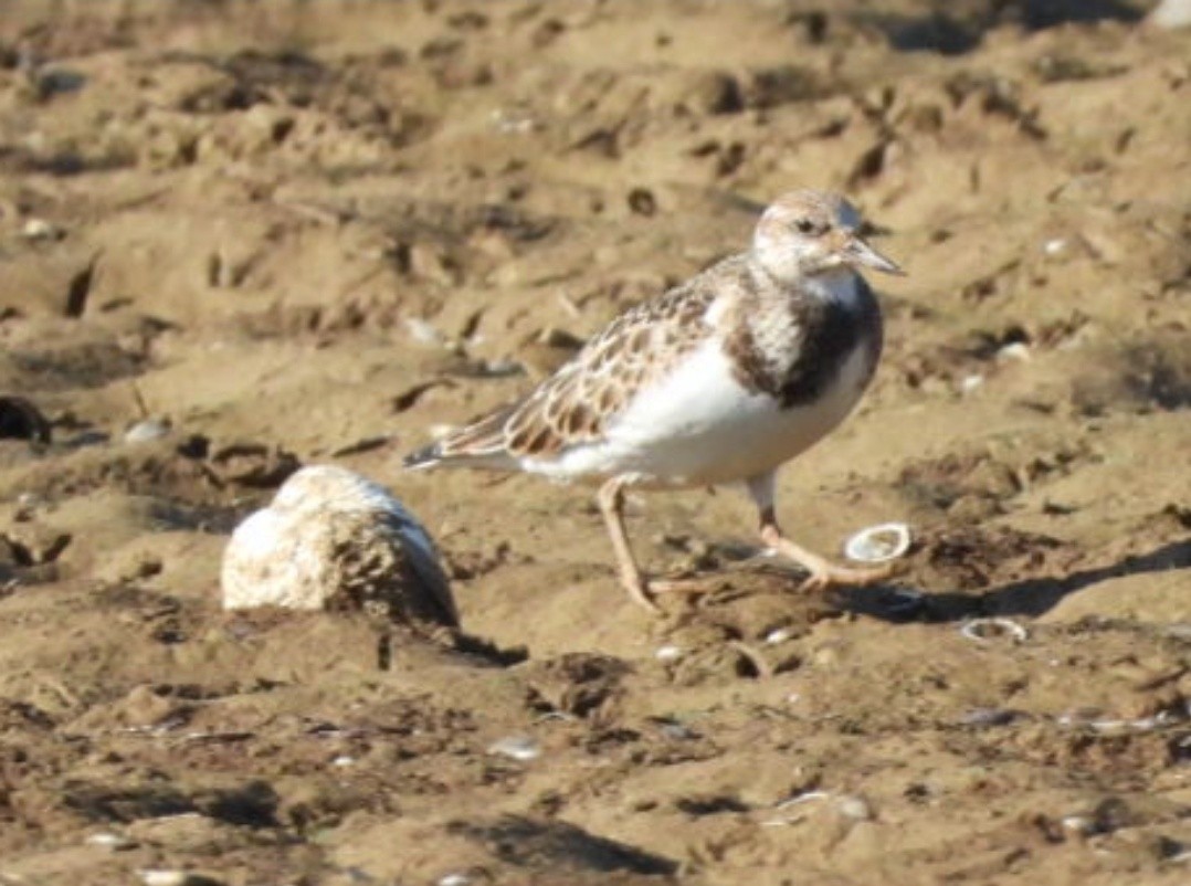 Ruddy Turnstone - ML623203937