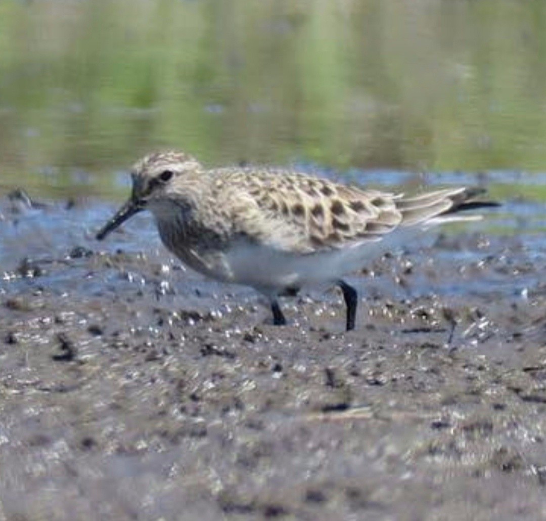 Baird's Sandpiper - ML623203949