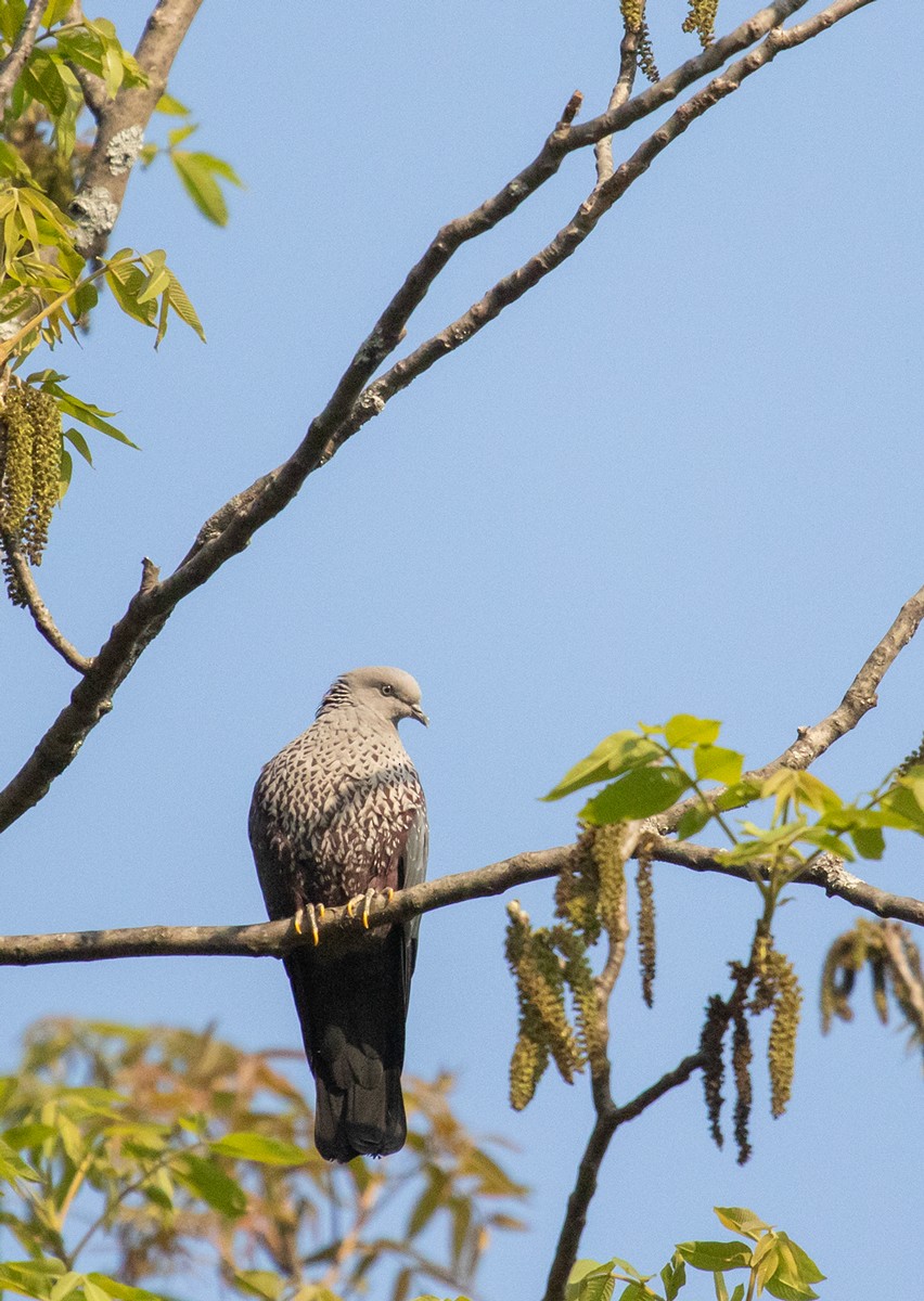 Speckled Wood-Pigeon - ML623203970