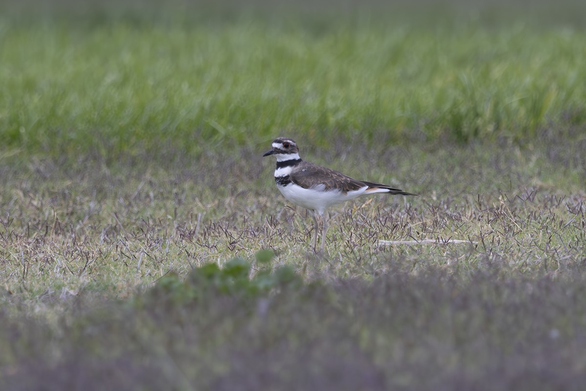 Killdeer - ML623203975