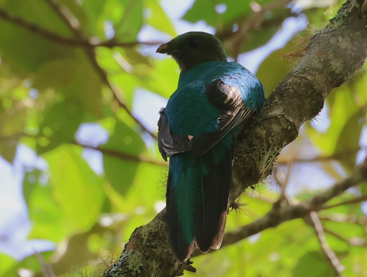 White-tipped Quetzal - ML623204010