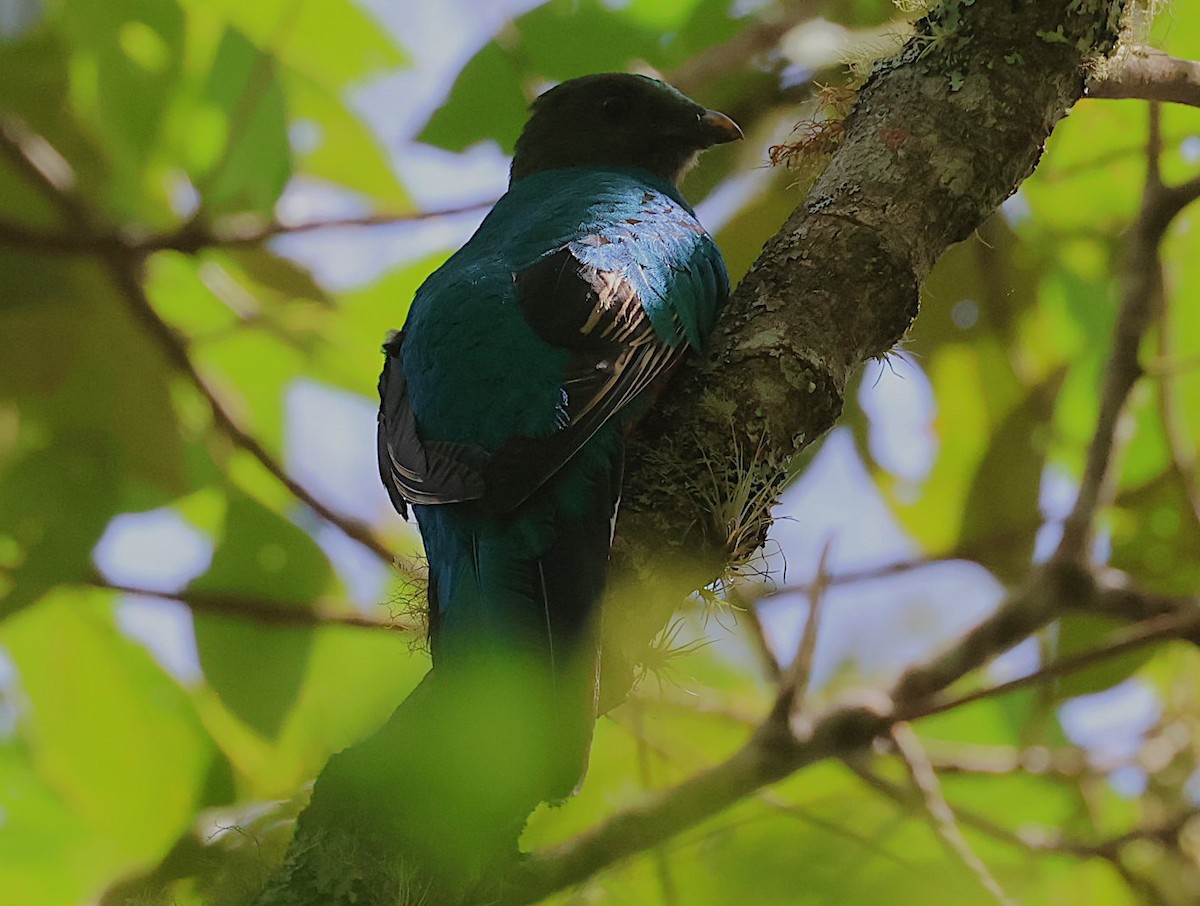 White-tipped Quetzal - ML623204011