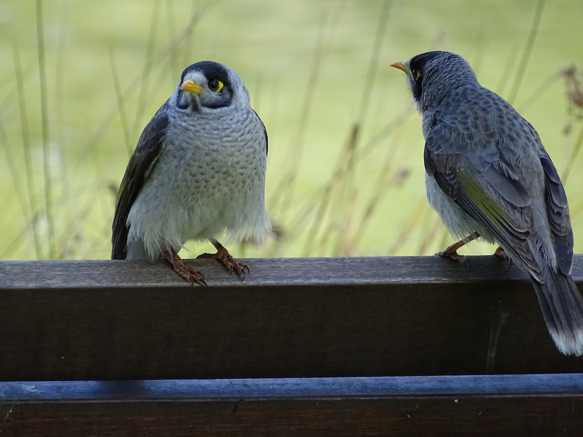 Noisy Miner - Richard Murray