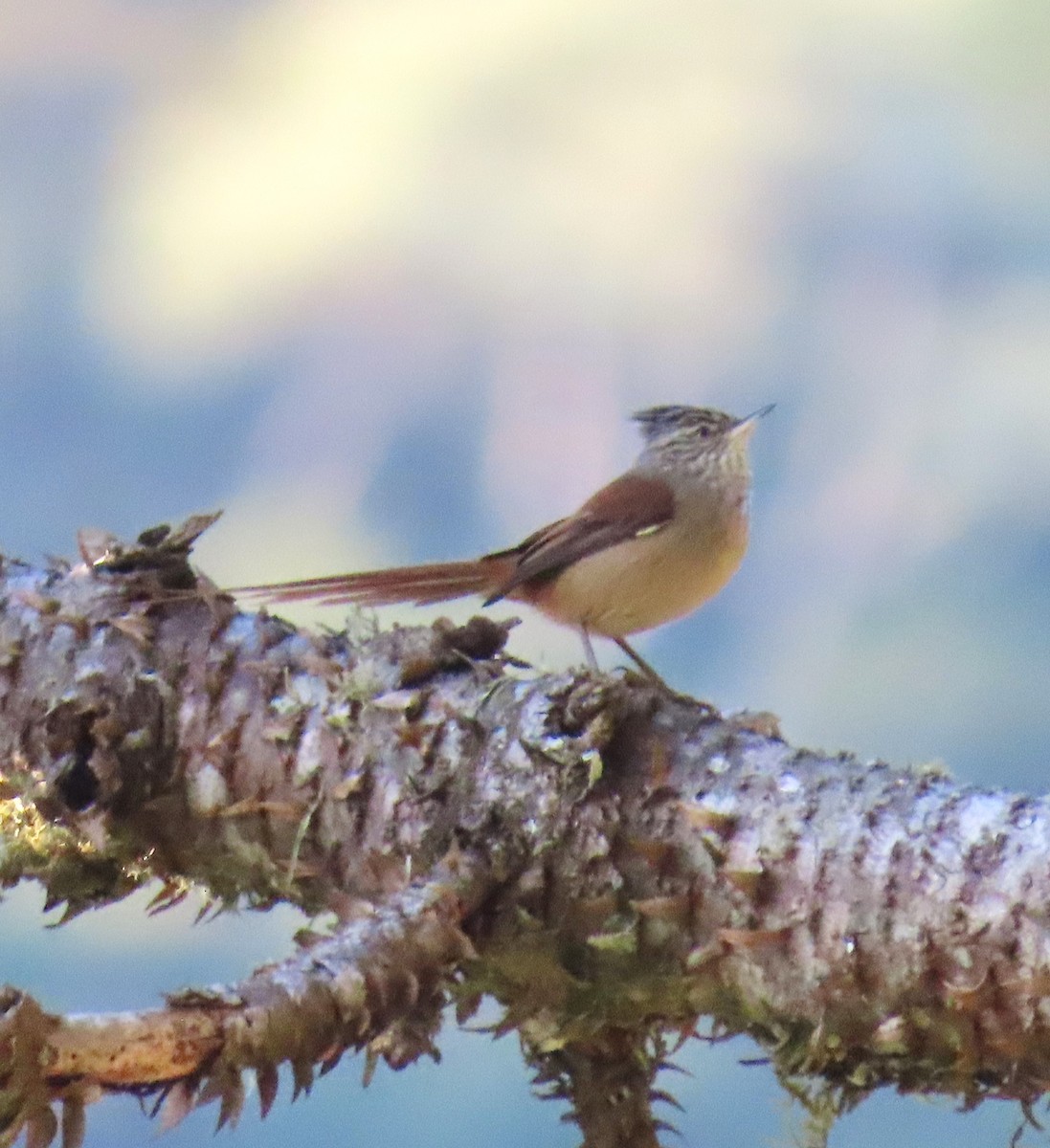 Araucaria Tit-Spinetail - ML623204153