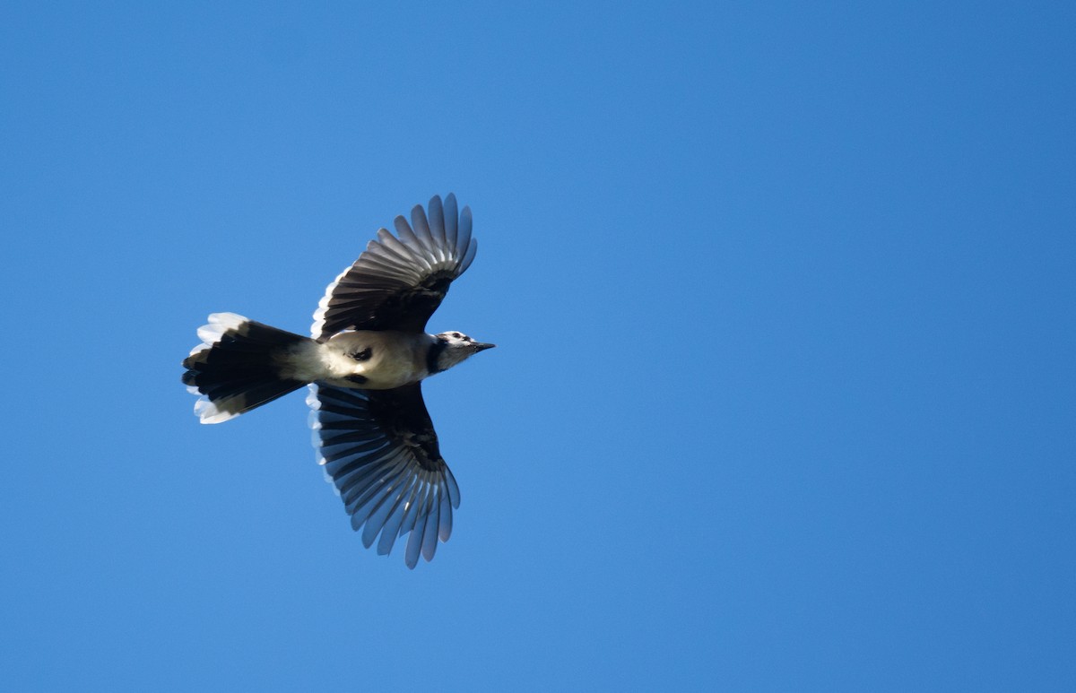 Blue Jay - ML623204163