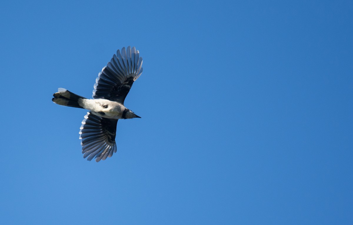 Blue Jay - ML623204165