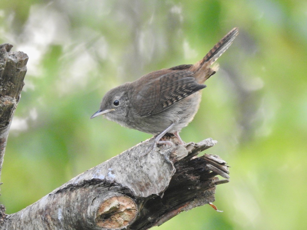 Northern House Wren - ML623204203