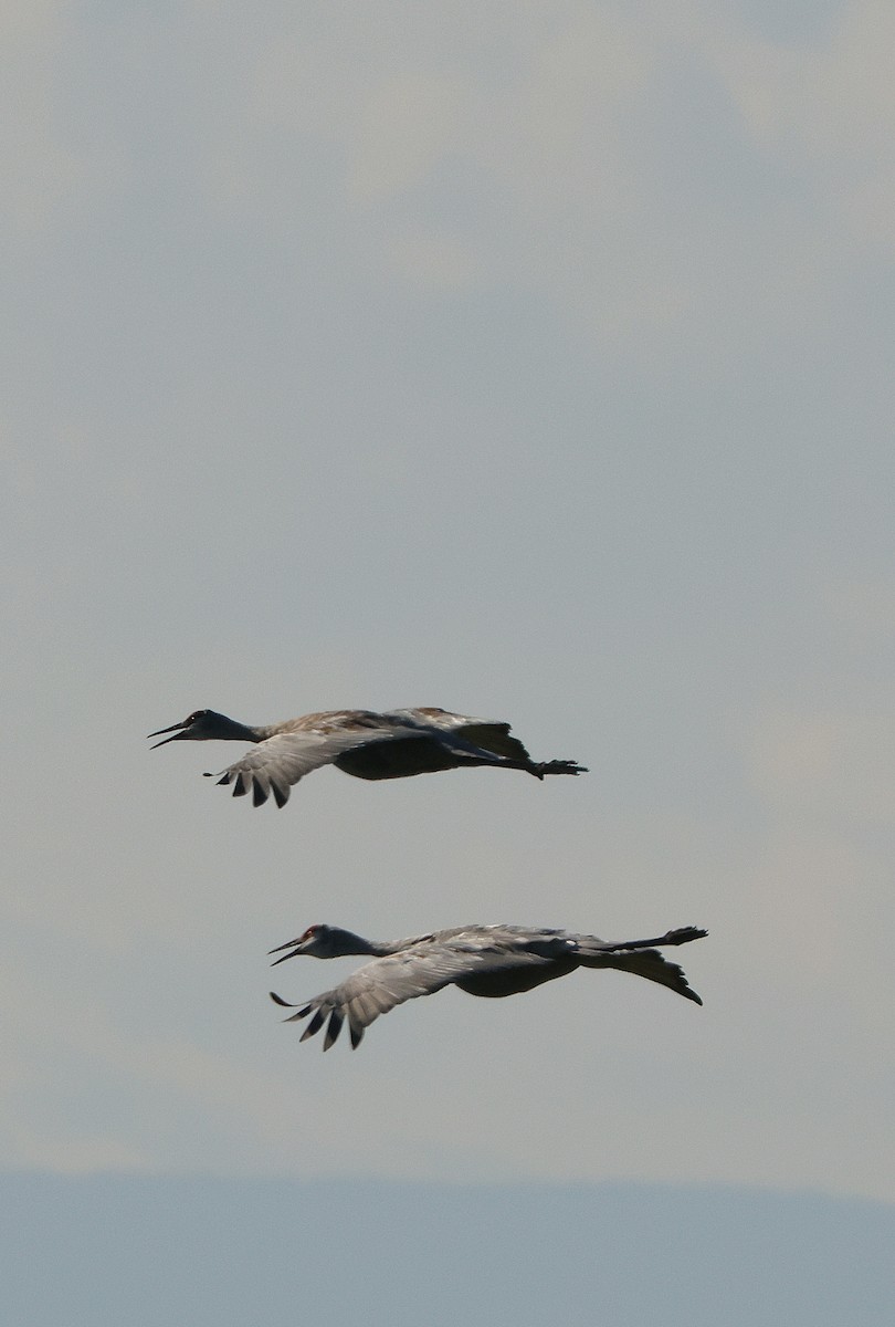 Sandhill Crane - ML623204237