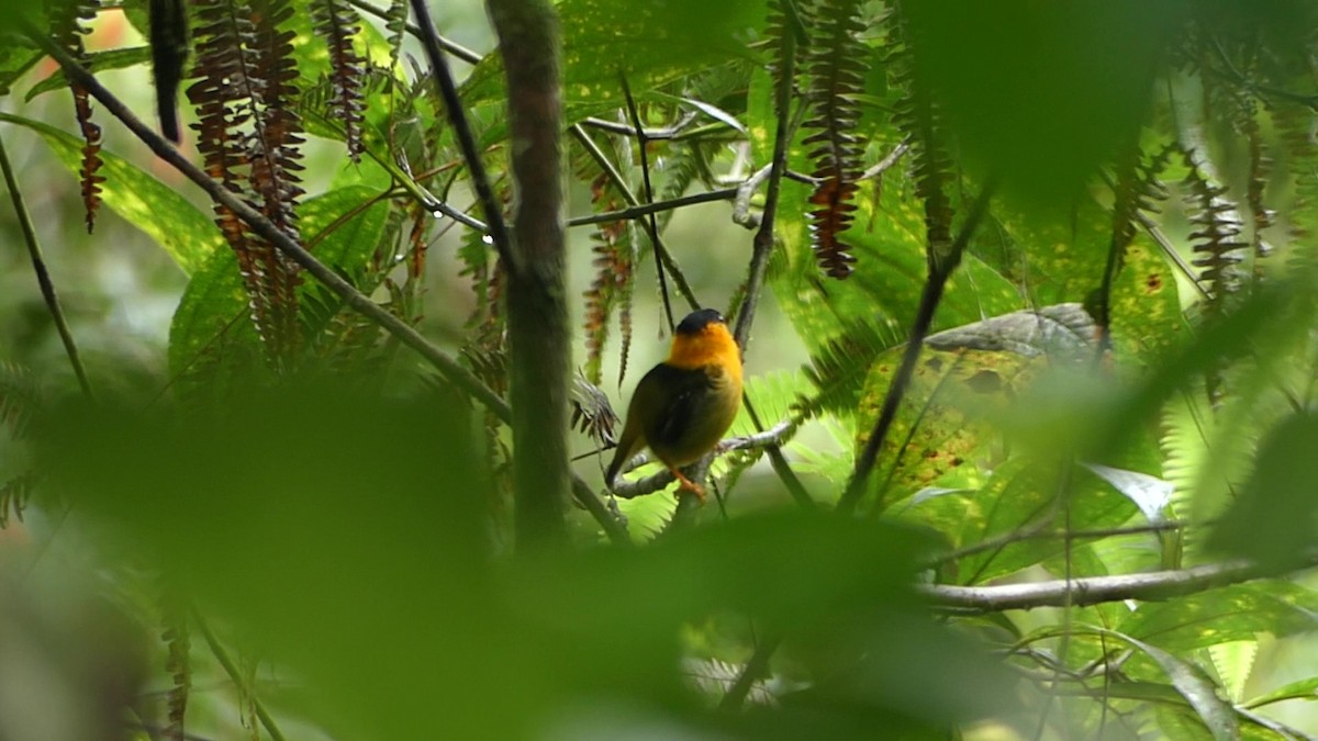 Orange-collared Manakin - ML623204238