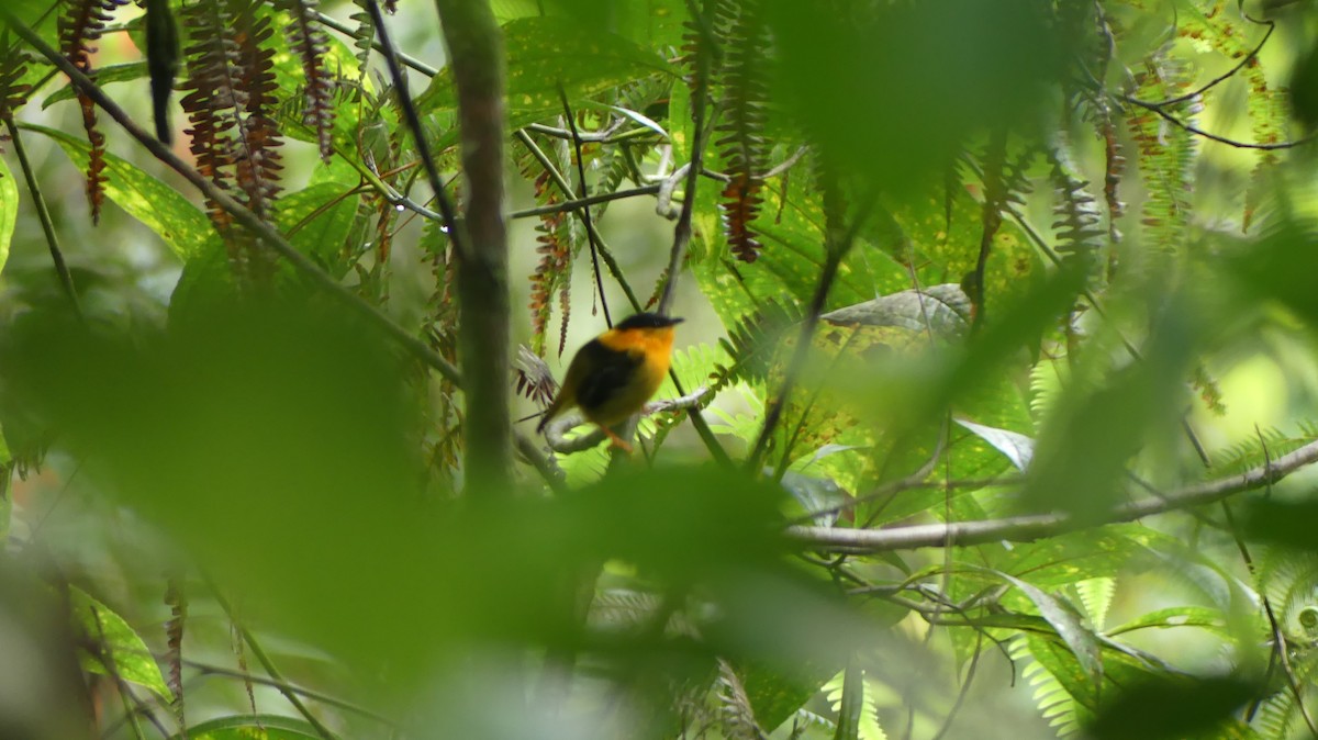 Orange-collared Manakin - ML623204243