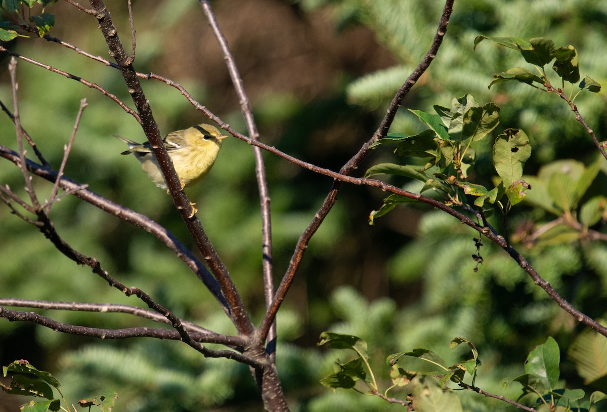 Blackpoll Warbler - ML623204258