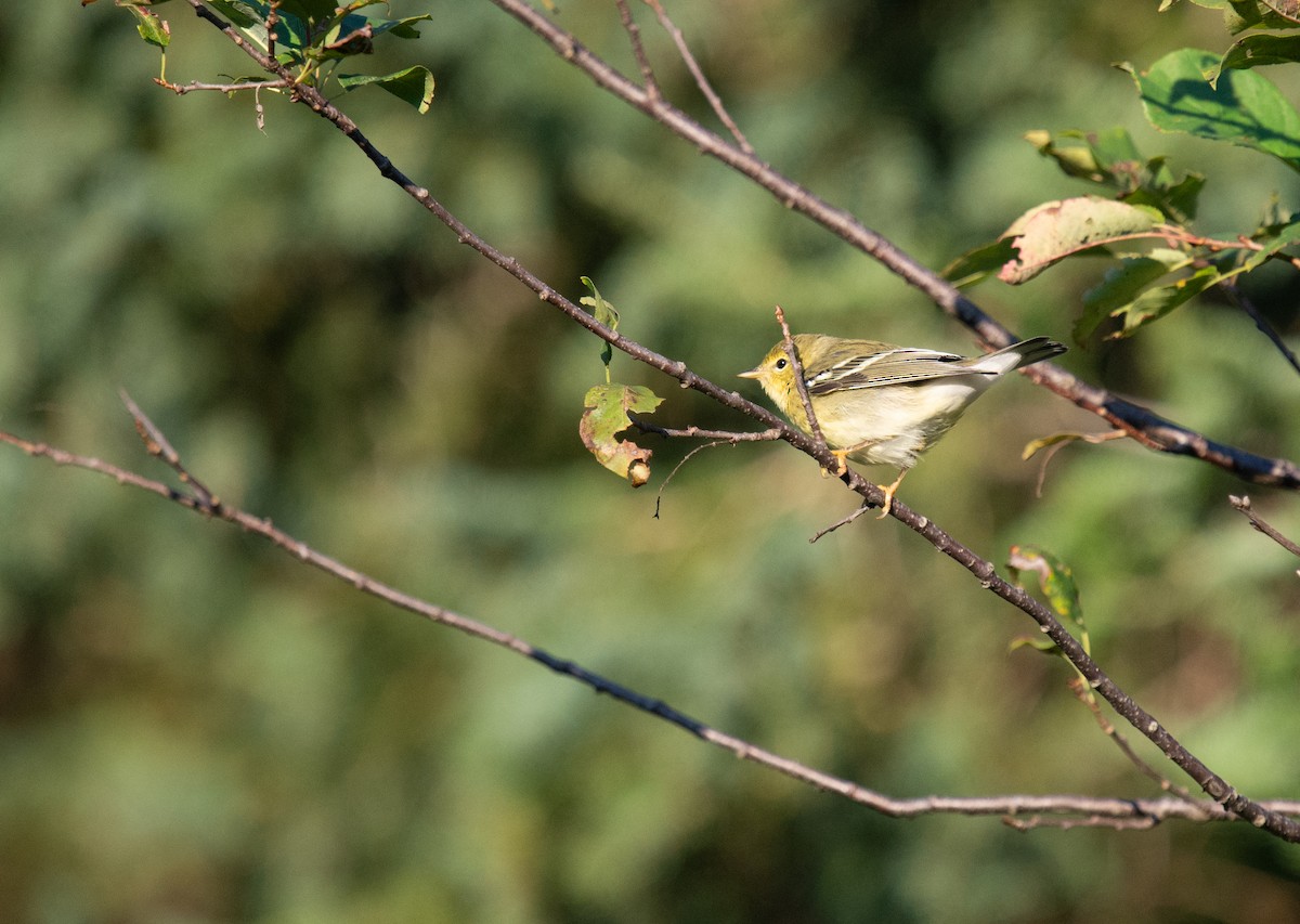 Streifenwaldsänger - ML623204260